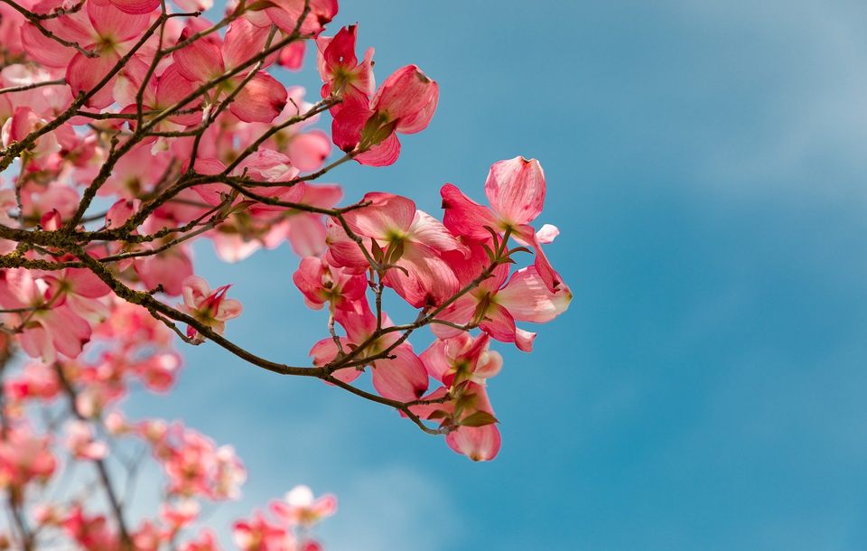 feng shui rene rebmann