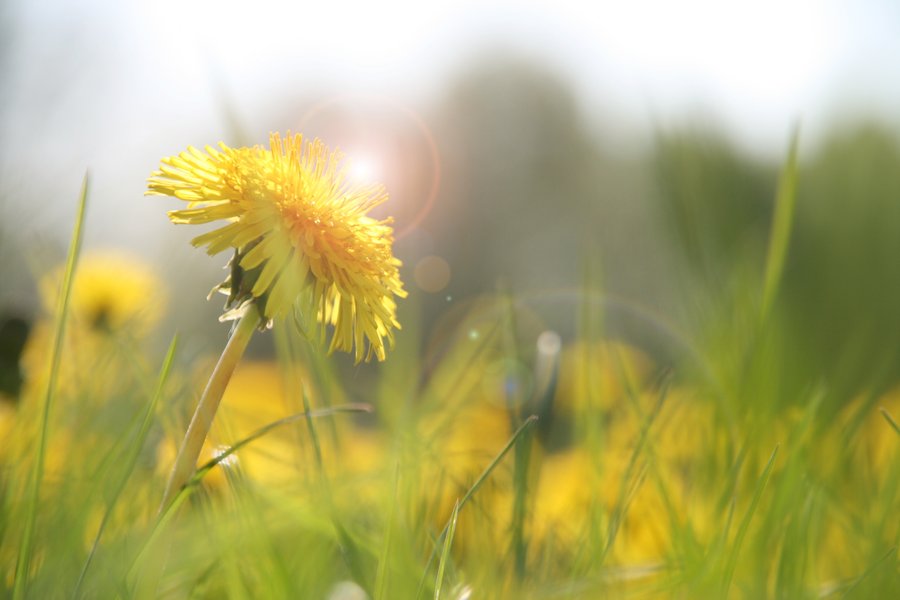 kontakt rene rebmann